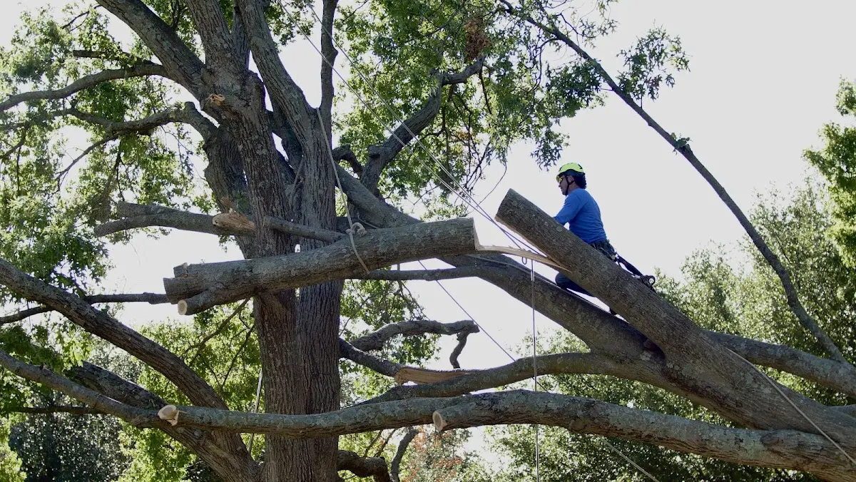 Professional Crown Thinning performed by certified arborists in Liberty Hill