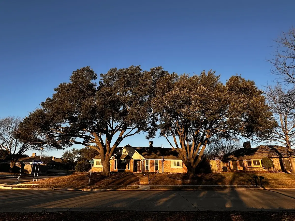 Established residential canopy tree shading a home in Liberty Hill